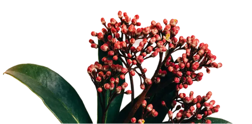 background-2.webp