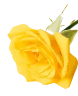 bakground-2.webp
